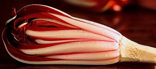 radicchio-rosso-di-treviso