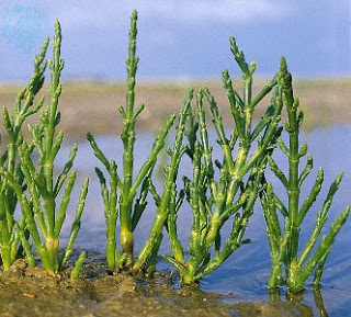 salicornia-2