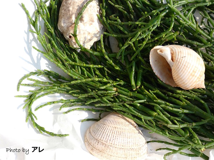 salicornia5