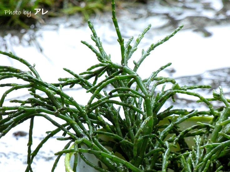 salicornia7